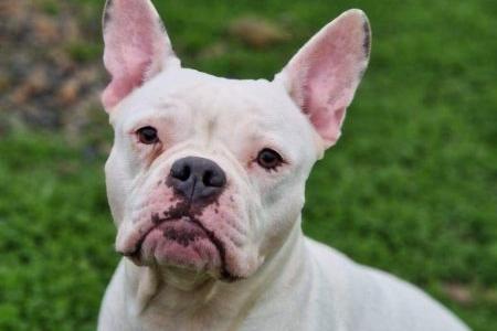 Harley is a pretty three year old Frenchie cross.  She is stubborn and will need an experienced home. She can get very excited and needs reminding of her manners. She is strong on the lead so will need a firm hand.  She is reactive to dogs, and chases cats, so would be best as the only pet in the home. She should be fine to live with sensible teenagers, but no younger children. A family with time to commit to ongoing training would suit this gorgeous girl.