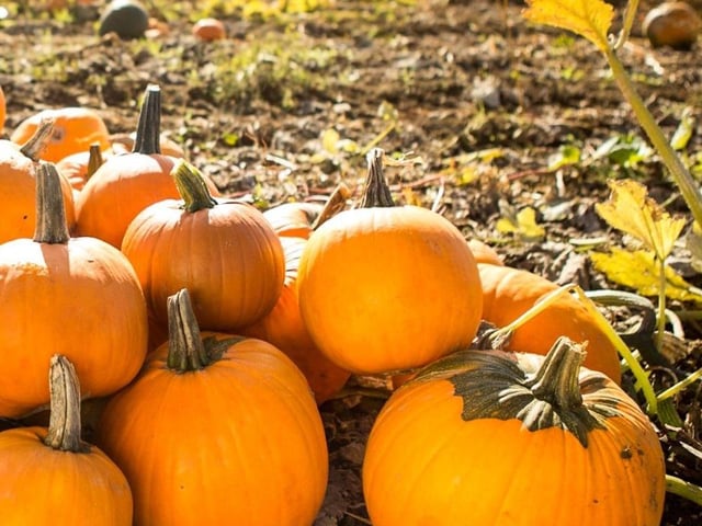 The Pumpkin Festival at Farndon Fields in Market Harborough will be running from Tuesday, October 8 until Sunday, October 30. There, you will be able to choose from 36 varieties of pumpkins that stretch as far as the eye can see. There will also be burgers, breakfast rolls, pumpkin soup and chilli for lunch. Adult and child tickets cost £3 and under threes go free. Dogs are not allowed on the harm for health and safety reasons.