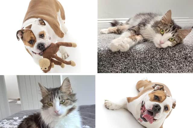 Lily and Millie are hoping to find their forever homes soon