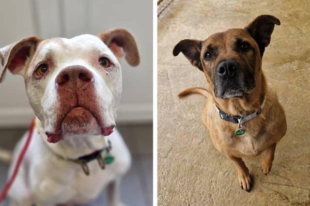 Take a look at six rescue dogs looking for their forever homes this week in Northamptonshire
