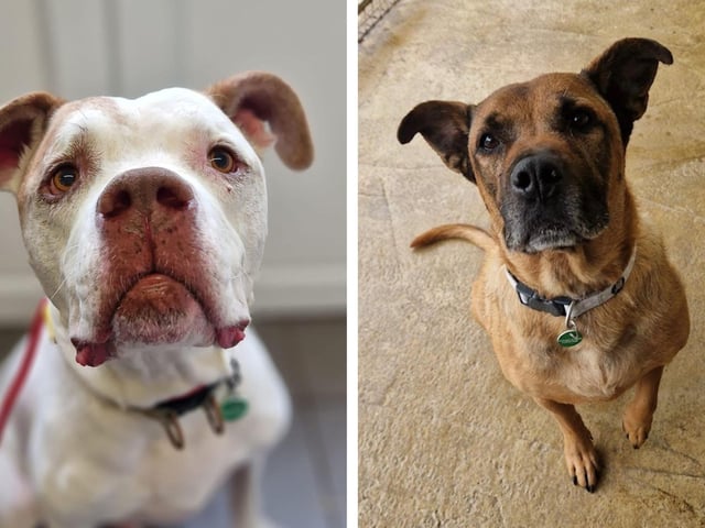 Take a look at six rescue dogs looking for their forever homes this week in Northamptonshire