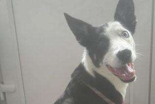 Dotty is a pretty sweet-natured Collie aged 7 yrs. She is currently under assessment.