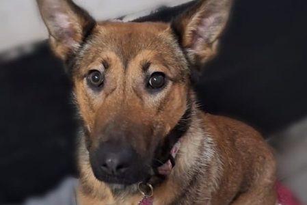 Pixie is a one-year-old crossbreed. She is shy at first but becomes very loving once she learns to trust you. She would benefit from living with another dog who can help her gain confidence and show her how to enjoy life. Pixie will need training from scratch, so a family committed to putting in the time and effort is essential.