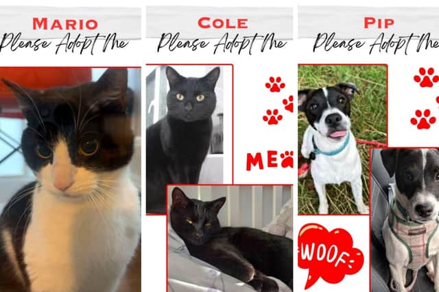 Mario, Cole and Pip are hoping to be re-homed