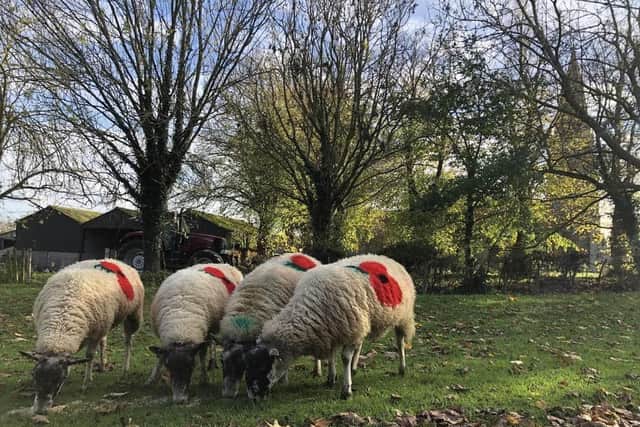Eyebrook Wild Bird Feeds farmers have painted 11 of their sheep