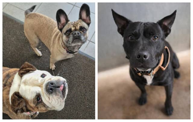 Take a look at seven rescue dogs in Northamptonshire looking for forever homes this week