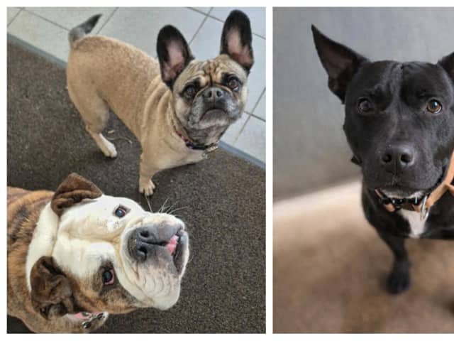 Take a look at seven rescue dogs in Northamptonshire looking for forever homes this week