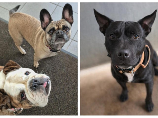 Take a look at seven rescue dogs in Northamptonshire looking for forever homes this week