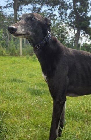 Megan is an adorable retired Greyhound, aged seven years. She would need to be the only pet in the home, although she is fine walking alongside other dogs.