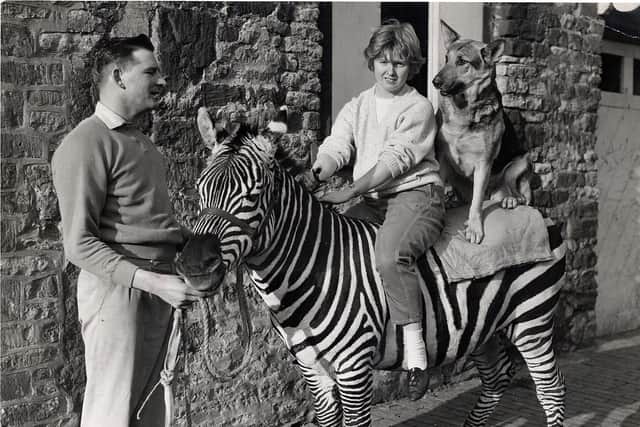 Erm, zebra ride anyone? With a dog? No problem!