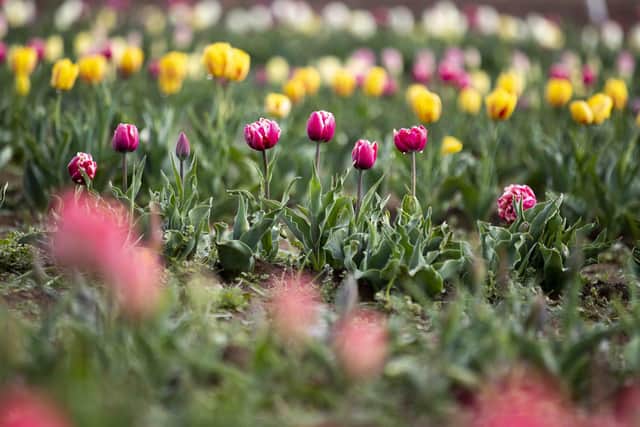 There are more than 40 different varieties of tulips to choose from.