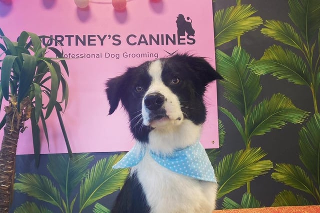 Courtney's Canines, based in Kettering, also came highly recommended by our readers. One happy regular said: "Courtney’s Canine’s ️is amazing! My two rescue dogs hated being groomed until they went to Courtney." Get in touch with Courtney's Canines by calling 07568 540866.