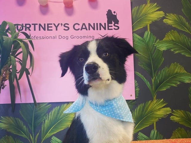 Courtney's Canines, based in Kettering, also came highly recommended by our readers. One happy regular said: "Courtney’s Canine’s ️is amazing! My two rescue dogs hated being groomed until they went to Courtney." Get in touch with Courtney's Canines by calling 07568 540866.