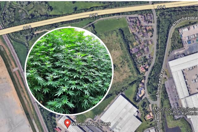 Cannabis plants were found in pots in the middle of a filed close to the Weetabix factory/Google/National World