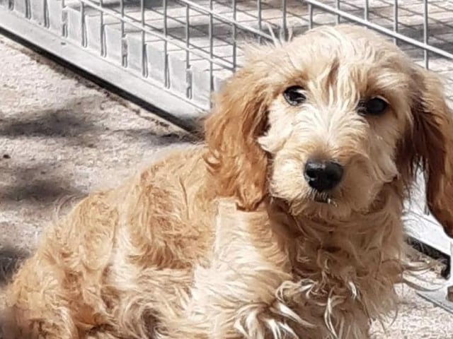 Wilson is a small 12-week0old cross breed boy who came to us from the pound. He’s had a traumatic life so far so a committed home where he will not be left alone for long and that is willing to work hard on socialisation and training is important.
