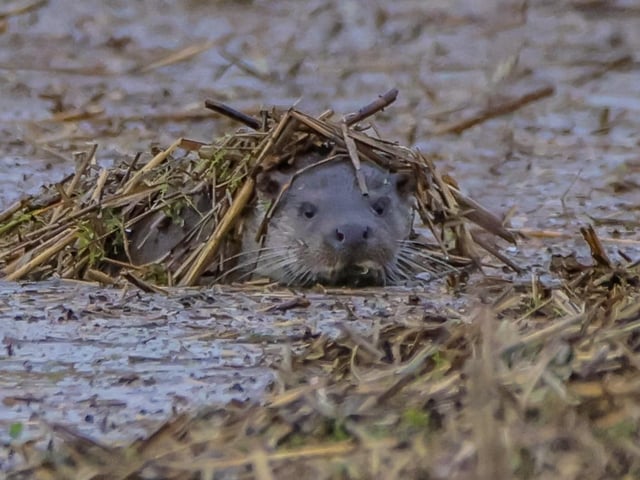 An otter at Summer Leys by Matt Cottrell
