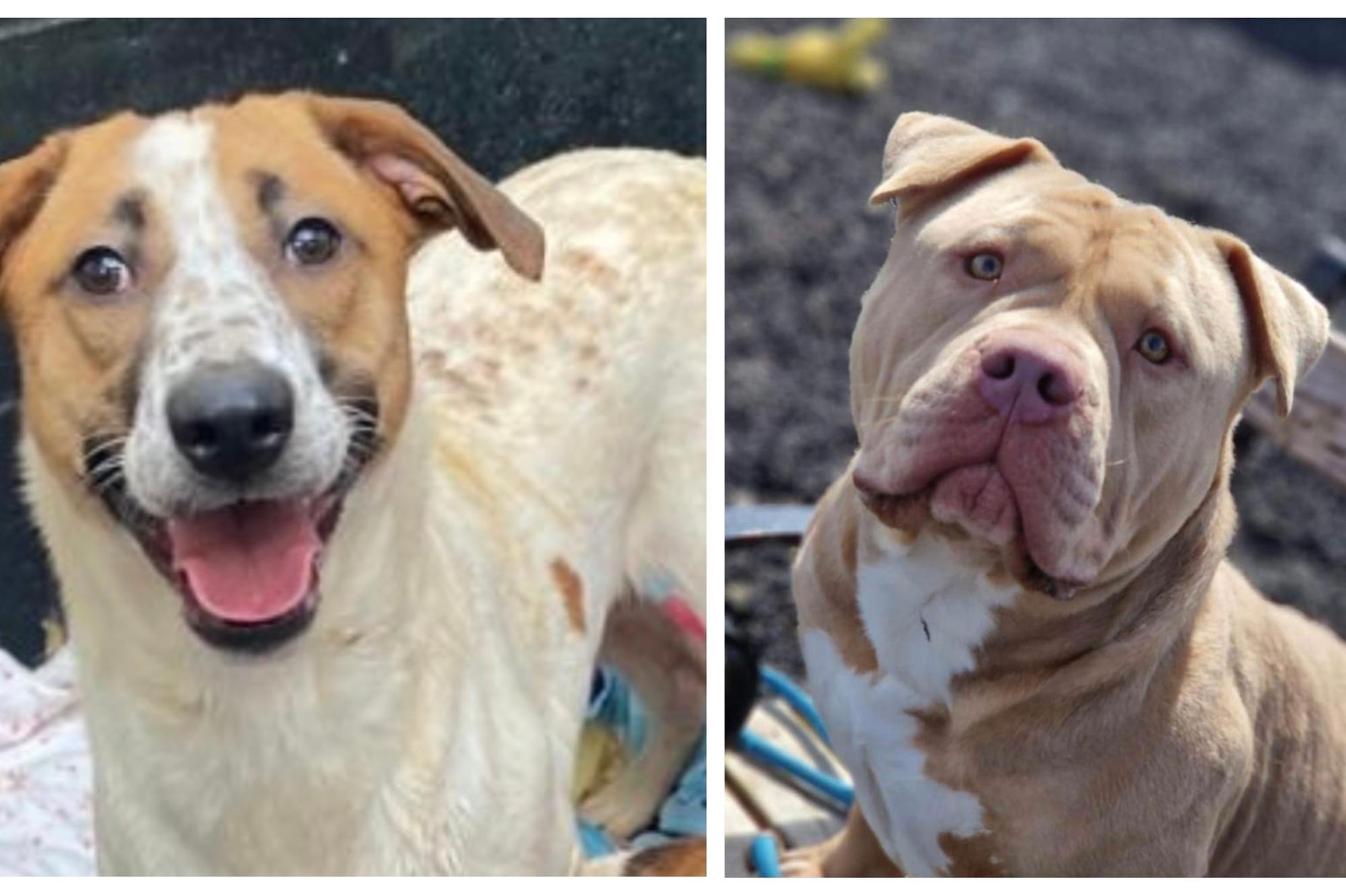 Six abandoned but adorable dogs looking for their forever home this week in Northamptonshire - Vimarsana News