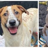 Six abandoned but adorable dogs looking for a home
