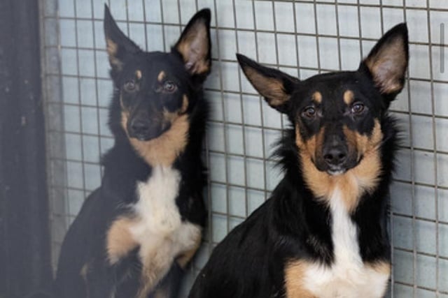 Willow and Poppy are eight-month-old sisters who were rescued from a Welsh puppy farm. They need rehoming separately. They are not used to children so a home with teenagers would suit them better. Patient understanding homes willing to do some training.