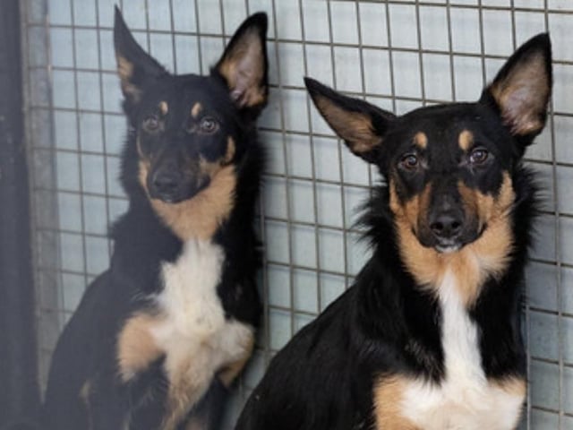 Willow and Poppy are eight-month-old sisters who were rescued from a Welsh puppy farm. They need rehoming separately. They are not used to children so a home with teenagers would suit them better. Patient understanding homes willing to do some training.