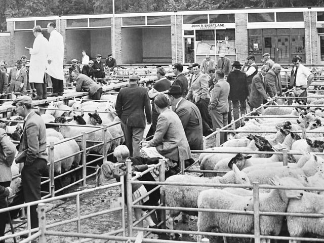 Kettering Cattle Market in the 1950s