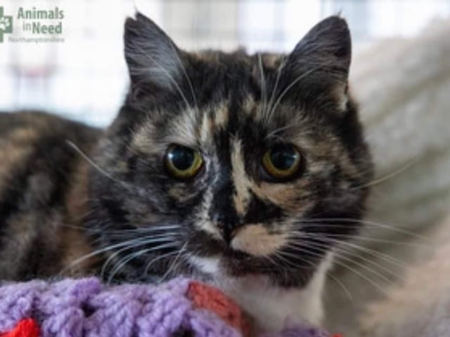 Autumn is a beautiful but shy cat so a quiet patient home is essential. Lived on a small holding but now needs a 'comfy for everyone' home together with Bay and Chestnut (other cats on this list).
They are neutered, vaccinated, chipped, parasite treated and homed with four weeks free insurance and rescue back up for life.