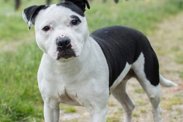 Annie said: "Bella is a beautiful, super friendly and traditional Staffie lady. She's good with other dogs & loves everyone. She walks well on a harness & knows basic commands."