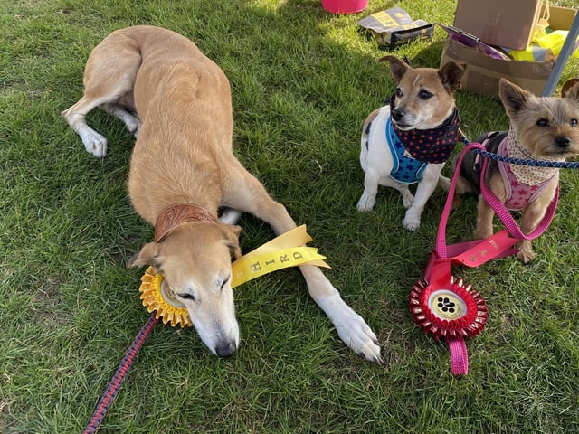 Corby Dog Festival 2023