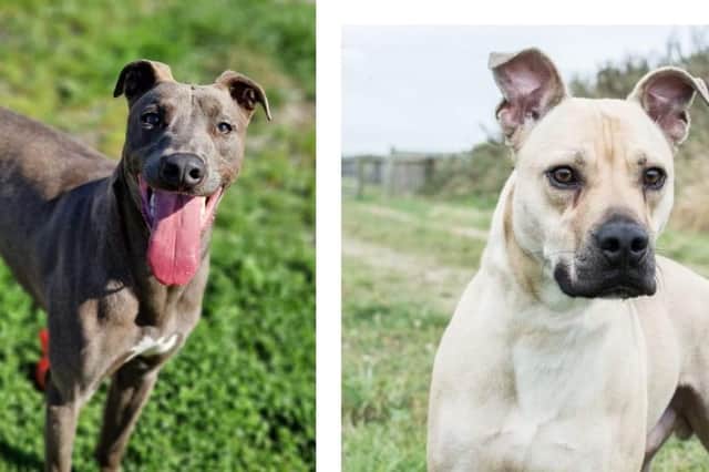 Rescue dogs in need of a new home this week in Northamptonshire