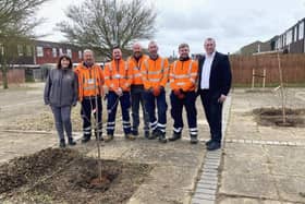 The cherry trees being planted in Wellingborough