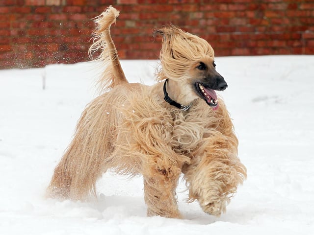 Snowy Day : Kettering: Afghan Hound Talon frolics in the snow January 2013