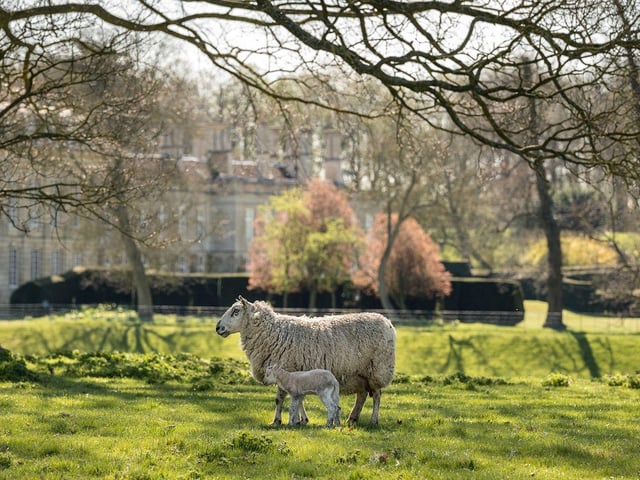 Visit one of Britain’s grandest and best-preserved stately homes for some egg-citing Easter fun!  Running from Saturday, March 28, to Thursday, April 9, embark on a fun-filled spring day out for all the family. Enjoy games and a special spring trail around the stunning gardens. While you’re there, don’t miss the chance to meet the spring lambs! Tickets include an Easter trail with workbook, interactive family games, kid’s lunchbox (included with ‘Child’ ticket when booked 24 hours in advance), two free adults with every child ticket, one free adult with every under 18 month old Entry to the Gardens and Parkland, Gift Shop & Tearoom From April 3 to 6 you can chance your arm at archery and axe throwing (suitable for ages 9+) https://www.boughtonhouse.co.uk/
