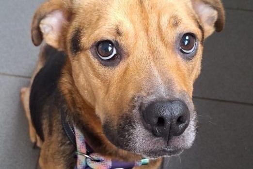 Maple is a two-year-old female currently under assessment.