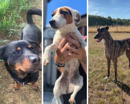 Dogs in Northamptonshire who need a forever home.