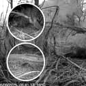 These images show the beaver kits which are the first to be born in Northamptonshire for more than 400 years
