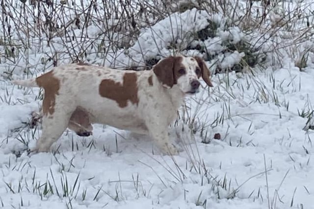 Louie from Kettering enjoying his snowy walk
