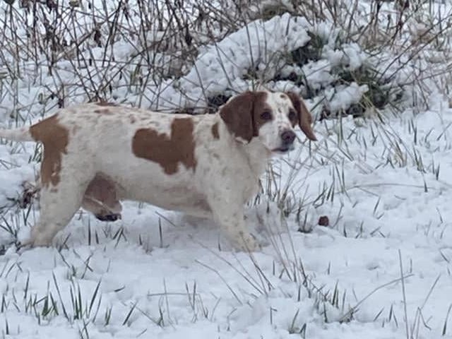 Louie from Kettering enjoying his snowy walk