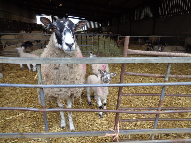 On Saturday March 30 there will be an Easter fair from 10am until 4pm. Also, on the weekend of April 6 and 7, The Old Dairy Farm Craft Centre in Weedon will open its lambing shed so visitors have the chance to catch lambs being born. Entrance to the shed is £2.50 per person, but entrance to the rest of the centre is free.
