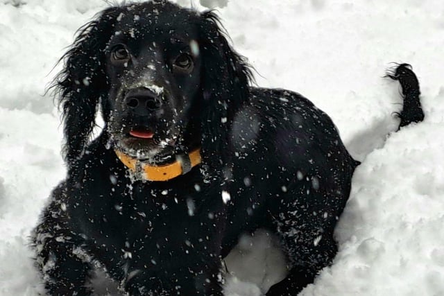 Samuel the Spaniel pup from Corby enjoying the snow for the first time.