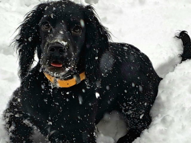 Samuel the Spaniel pup from Corby enjoying the snow for the first time.
