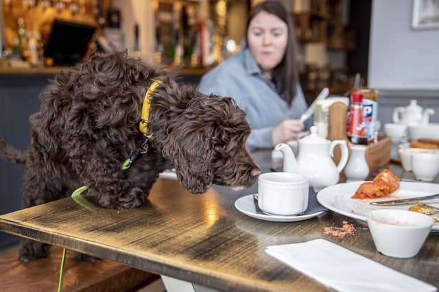 Just some of the Northamptonshire pubs, which welcome dogs...