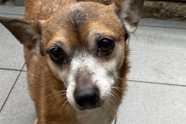 Nutmeg is a quiet, lovely older lady who was abandoned on the A1 in December. Caught by a kind member of the public and taken to the local pound and now needing a quiet loving home. Super friendly and desperate to be loved, a non busy home with older children is essential. She would be a good companion to an active senior person wanting a companion