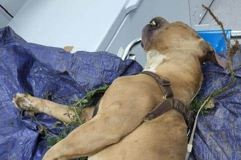 A staffy-type dog was heartbreakingly found dead in a ditch in Northampton last summer. Summer months are deemed as some of the busiest for the RSPCA.