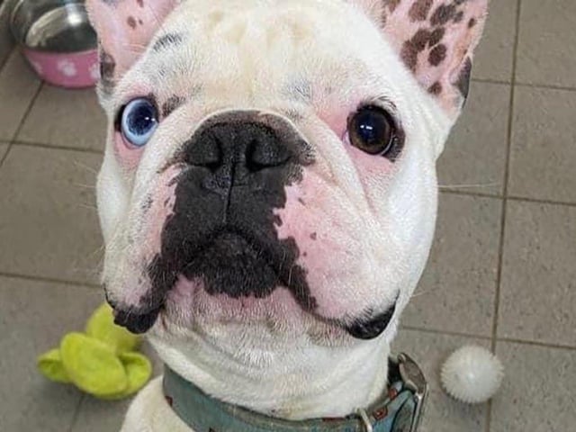 Rocco is a three-year-old French Bulldog. He cannot live with children or other animals. He’s a very clever lad and knows many commands. He is house trained but needs a firm but fare home because he will certainly test his boundaries.