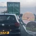 Motorists on the A43 between Kettering and Northampton were brought to a standstill by hounds running loose on the A43/UGC