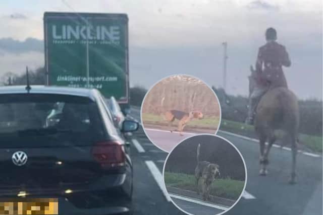 Motorists on the A43 between Kettering and Northampton were brought to a standstill by hounds running loose on the A43/UGC