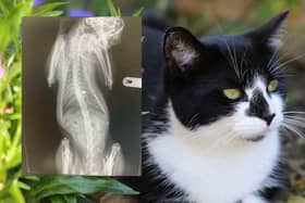 Belle died after being shot with a pellet in Rushden in March, and the x-ray showing the pellet