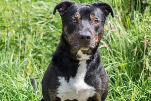 Annie said: "Duke is a lockdown pup! He's a handsome, medium-sized crossbreed lad. He is dog friendly & very clever but does need ongoing training and boundaries in place so he does not get over-excited."