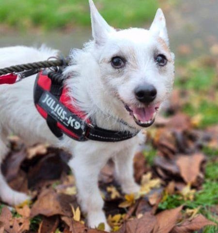10-year-old Rexi is a typical terrier and would be better off in a home without small furries. He’d love an active home with lots of cuddles on his terms. He can be wary of strangers, but once he knows he can trust you, he makes a great companion.
