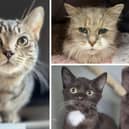 Some of the cats in need of a new home